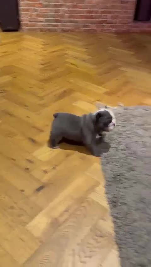 English Bulldog dogs for sale: Exceptional Blue & White English Bulldog ! Puppies - Video 1