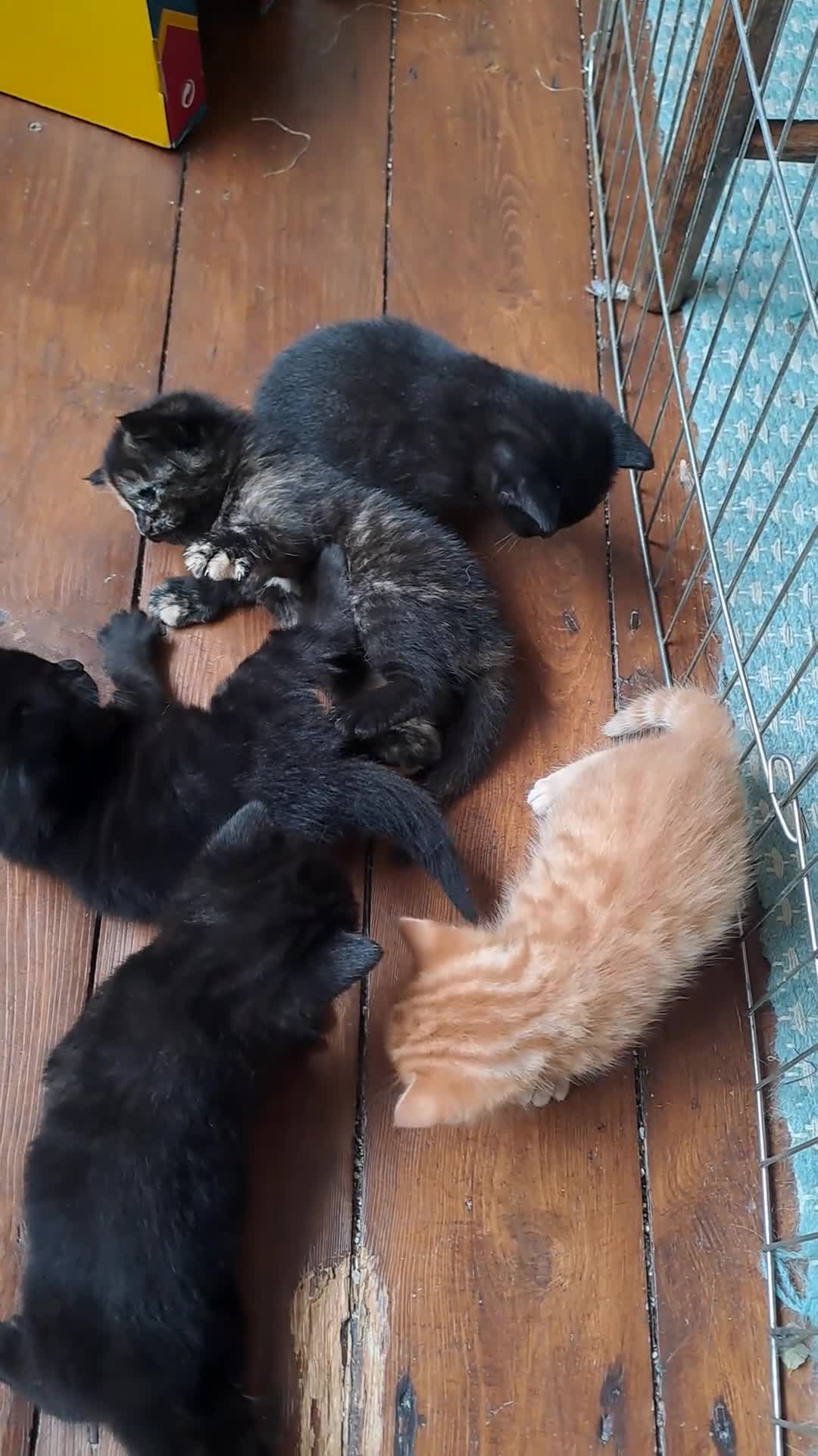 Mixed Breed cats for sale: Kittens for sale, mixed breed, 2 male, 5 females - Video 1