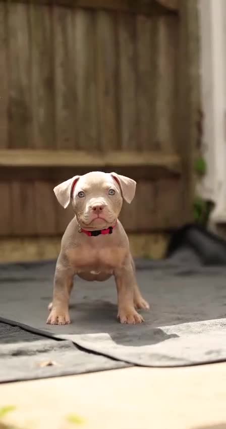 American Bully dogs for sale: American Bully Puppies - Video 5