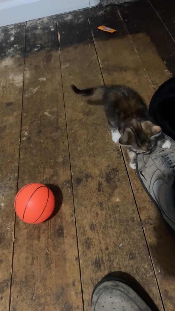 Mixed Breed cats for sale: Kittens for loving homes - Video 2