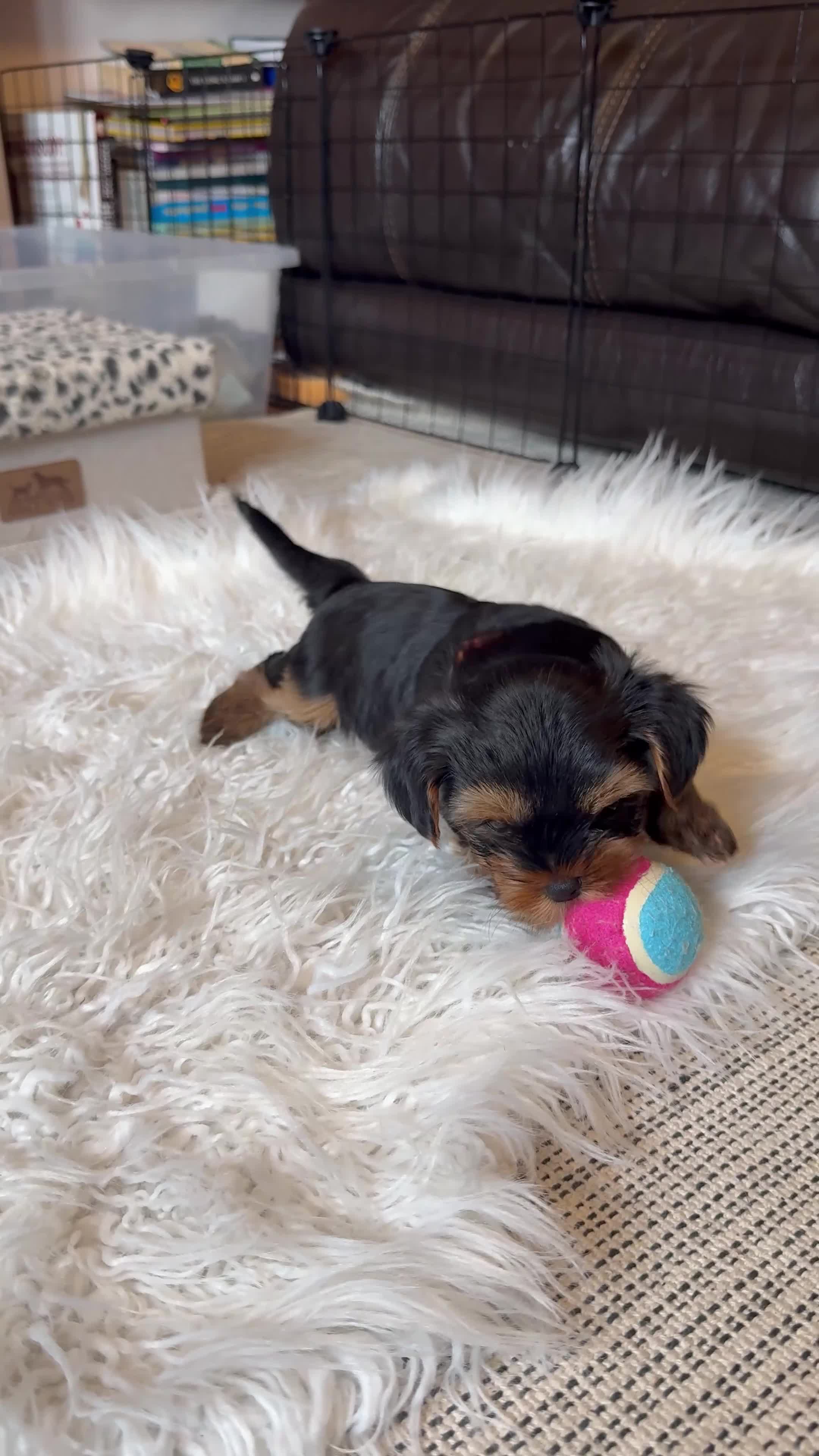 Yorkshire Terrier dogs for sale: 🐾 Adorable Yorkshire Terrier Puppies for Sale 🐾 in Brough - Video 1