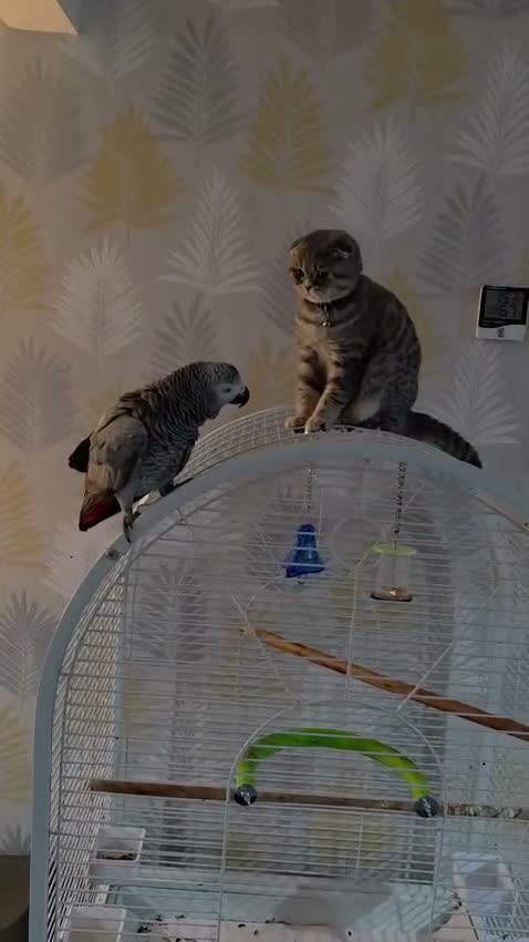 Parrots birds for sale: Supertame and Talking Congo African Grey - Video 1