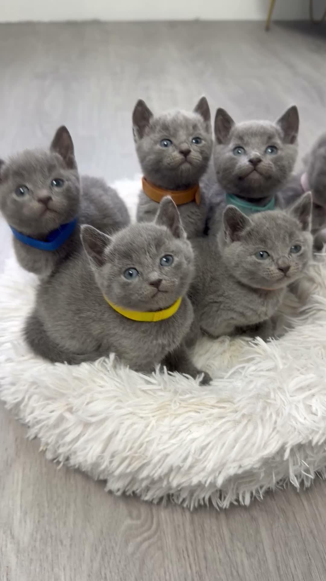Russian Blue cats for sale: 😻GCCF RUSSIAN BLUES😻 - Video 1