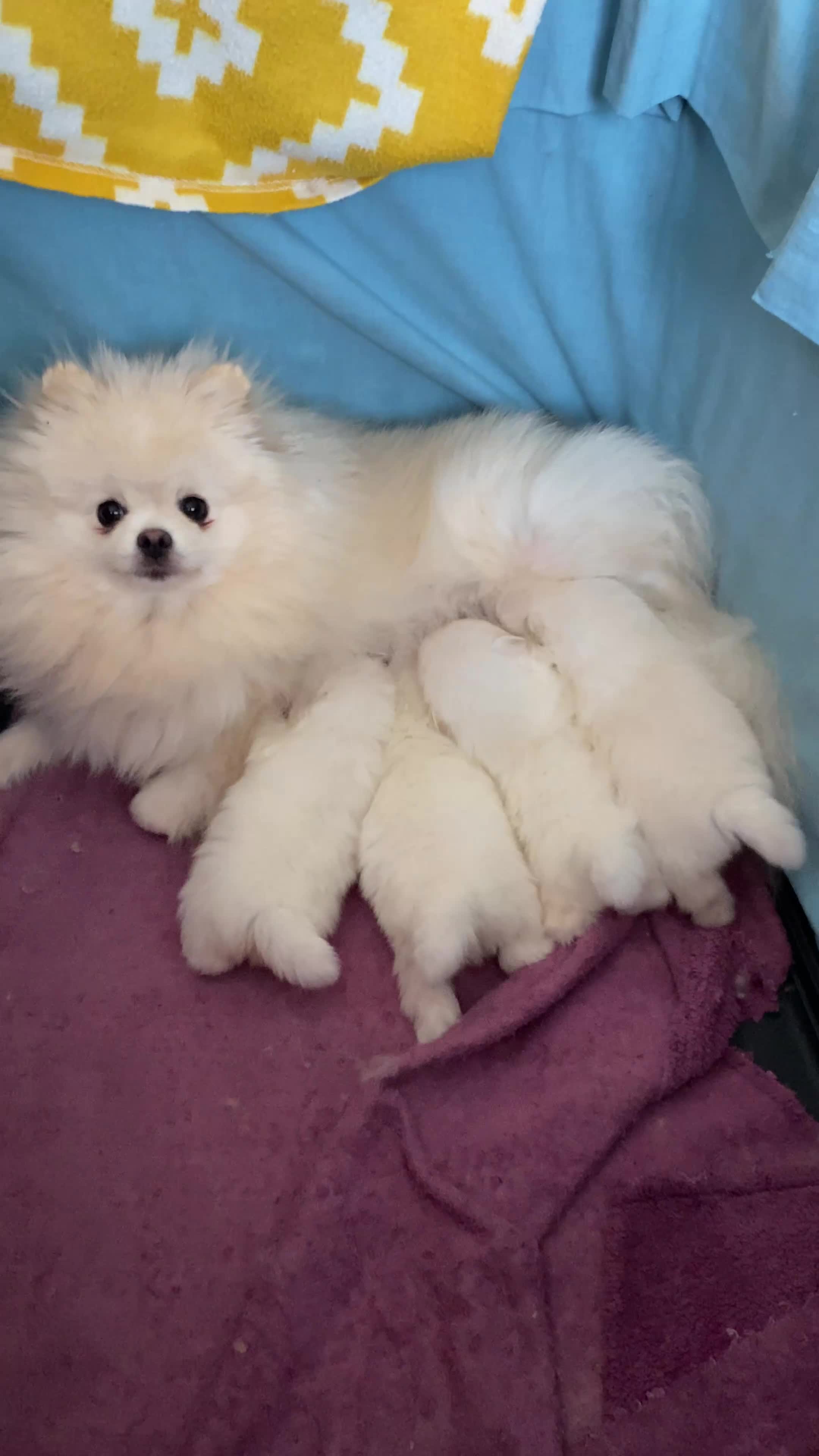 Pomeranian dogs for sale: Pure Pomeranian Puppies  - Video 1
