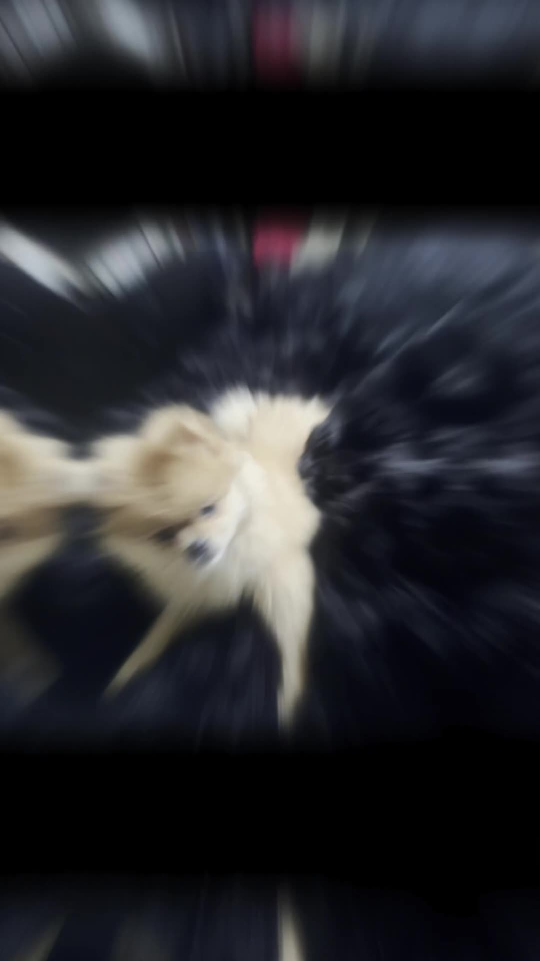 Pomeranian dogs for sale: Blue eye boy and Tiny golden girl poms ready now  - Video 1