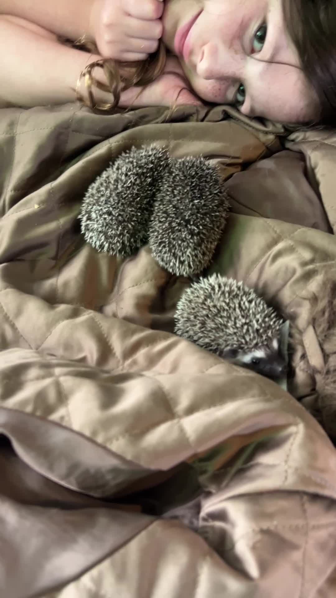 Pygmy Hedgehog rodents for sale: Two Gorgeous Hoglets for Loving Forever Homes - Video 2