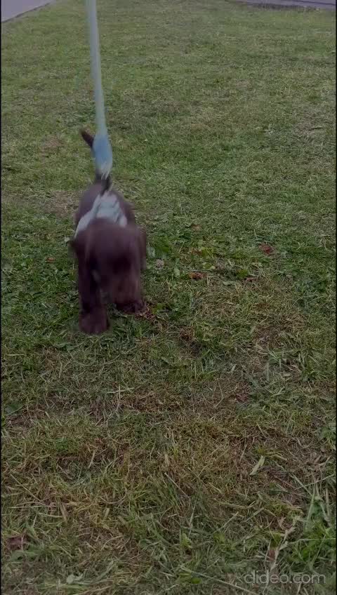 Cocker Spaniel dogs for sale: Last Remaining Chocolate Show Cocker - Ready 17/07 - Video 2