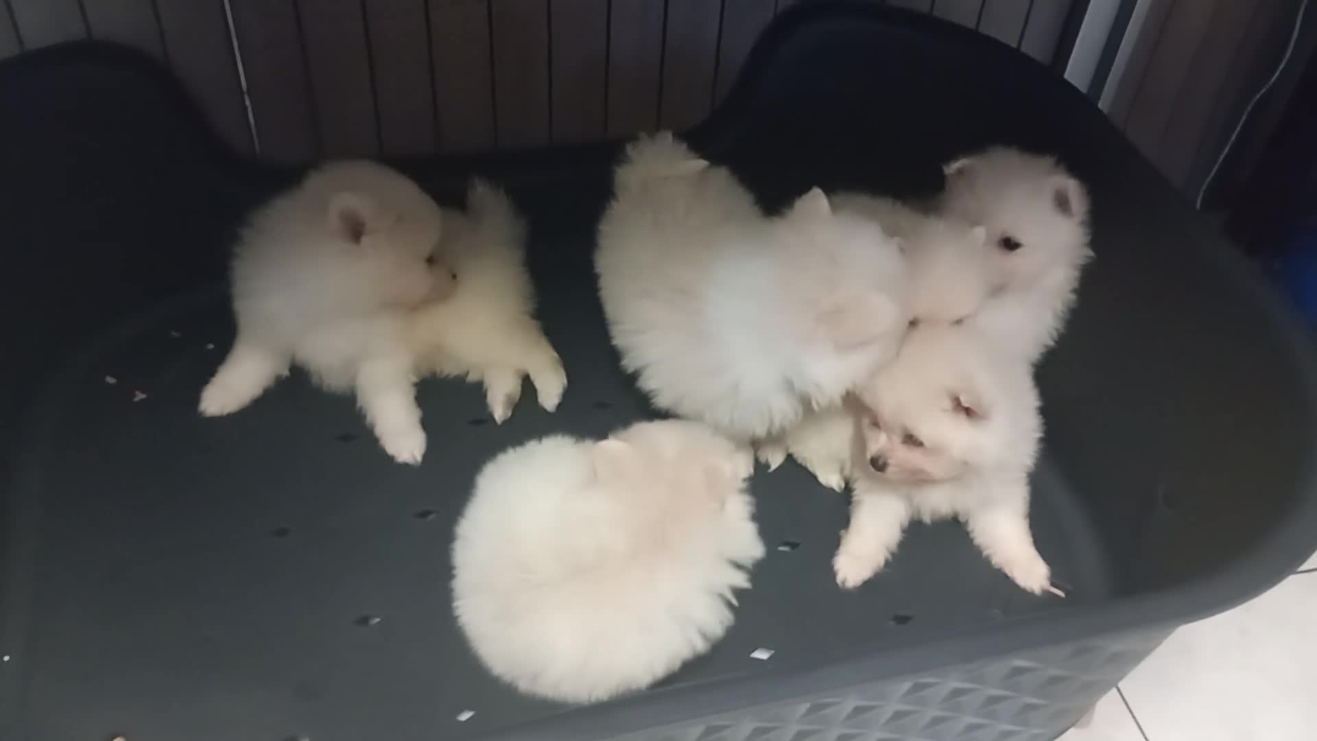Pomeranian dogs for sale: Pomeranian puppies - Video 1