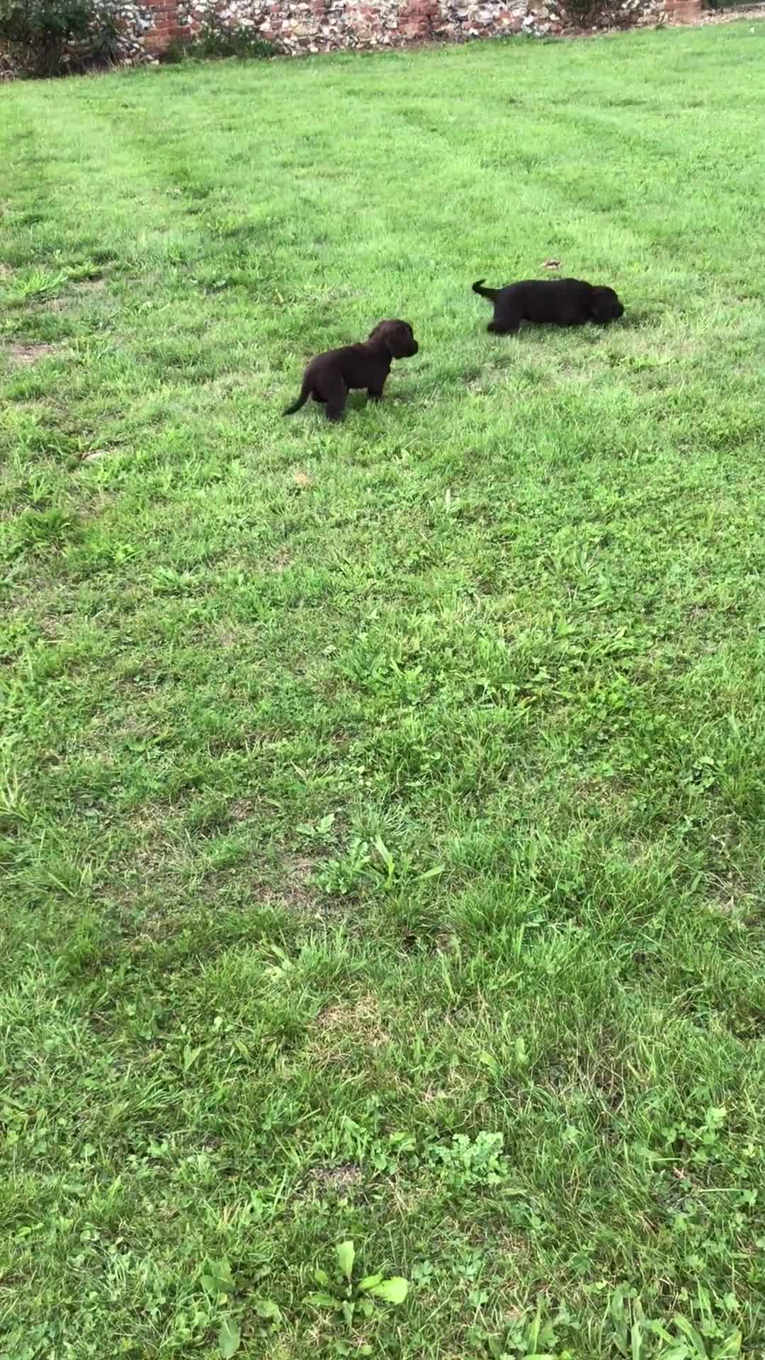Cocker Spaniel dogs for sale: Stunning Cocker Spaniel girls, working lines. - Video 1