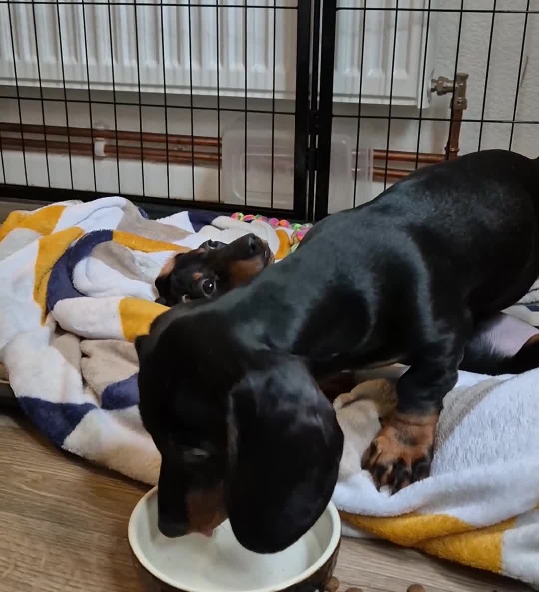 Miniature Dachshund dogs for sale: 🐾​Elite KC One left Reduced from 1400!🐾 - Video 1
