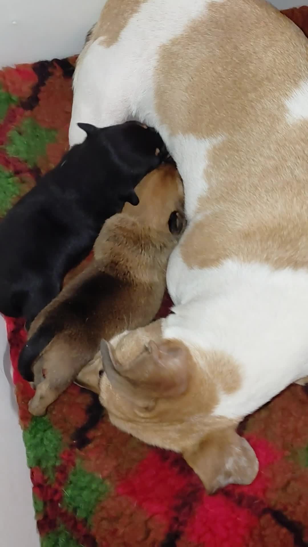 Jack Russell dogs for sale: Jack Russell Female in Kidderminster - Video 1