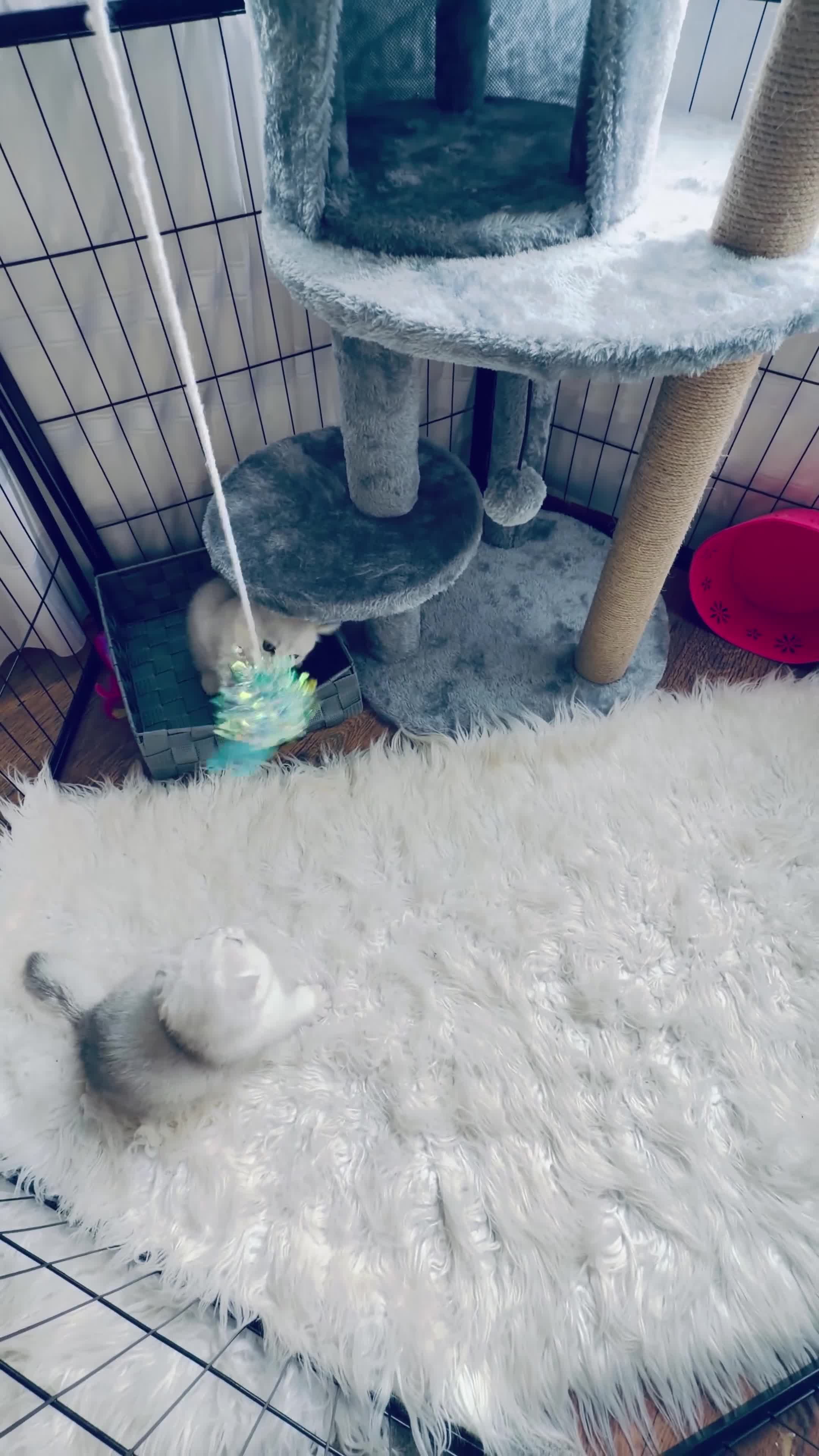 Scottish Fold cats for sale: Beautiful Chinchilla Scottish fold & Straight 💞🐾 - Video 1
