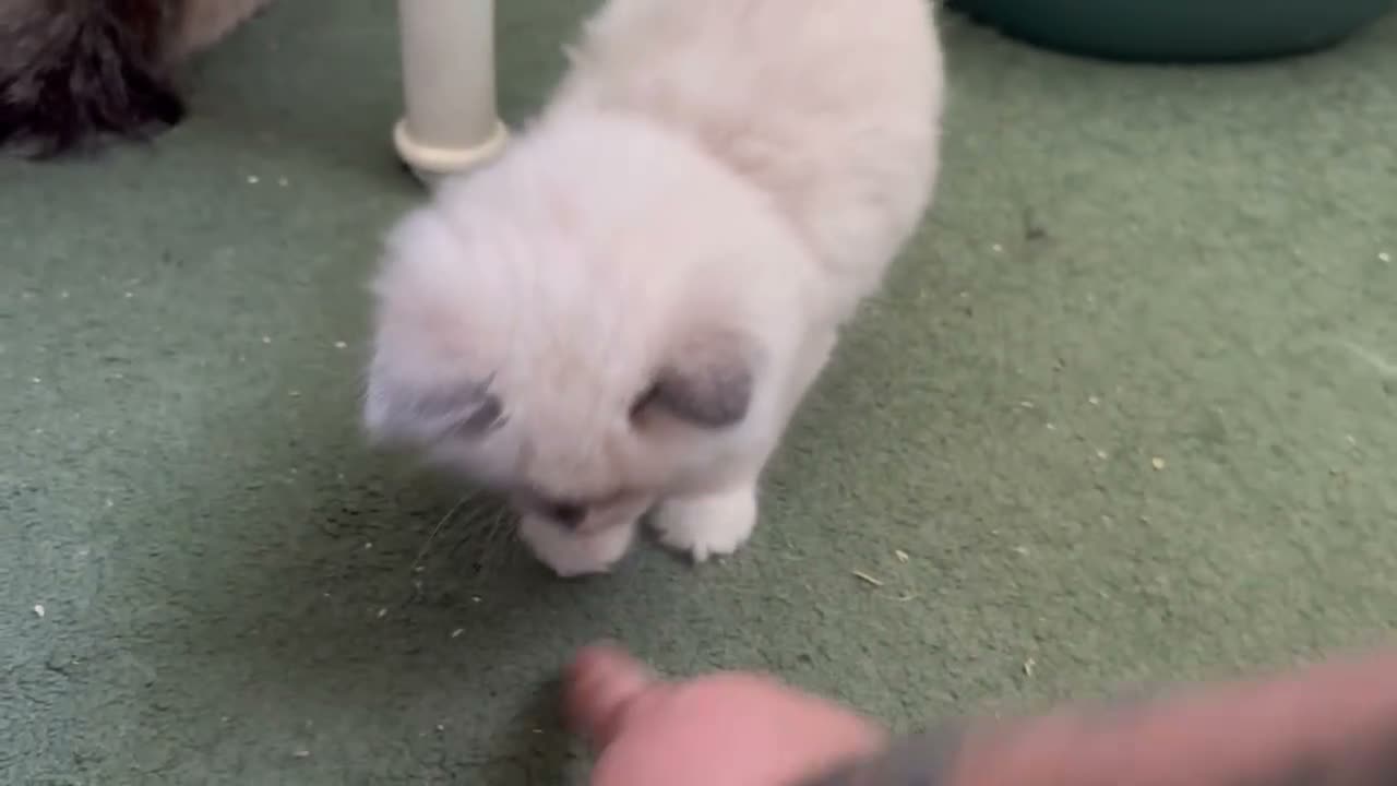 Ragdoll cats for sale: 4 Pure Ragdoll Kittens  - Video 1