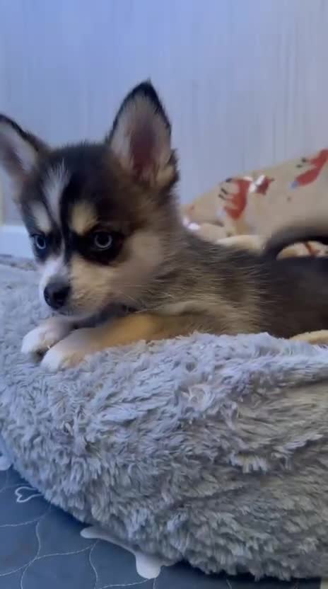 Pomsky dogs for sale: 3 Boys leftStunning Blue eyed F4 Pomsky pups - Video 2