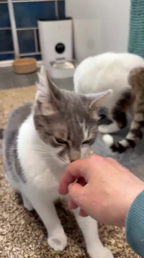 Mixed Breed cats for adoption: Zuza full of love and mischief in Beauly - Video 2