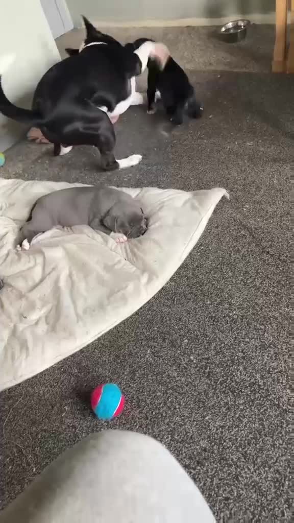 Mixed Breed dogs for sale: 3 male pups for sale  in Galashiels - Video 2