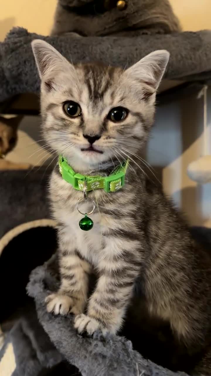 British Shorthair cats for sale: British short hair  - Video 2