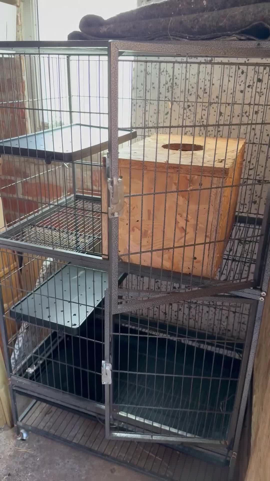 Ferret rodents for sale: 2 Boys for adoption - Video 1