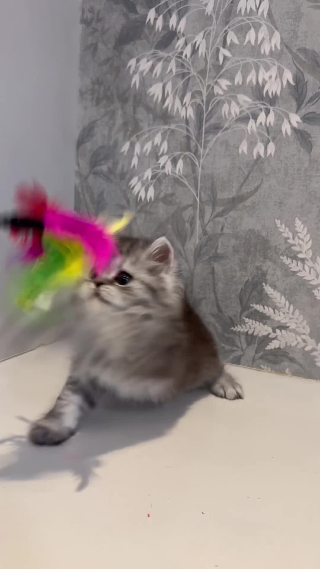 Persian cats for sale: 🐾 Stunning Pure Persian Kittens – Simba & Kovu 🐾 - Video 2