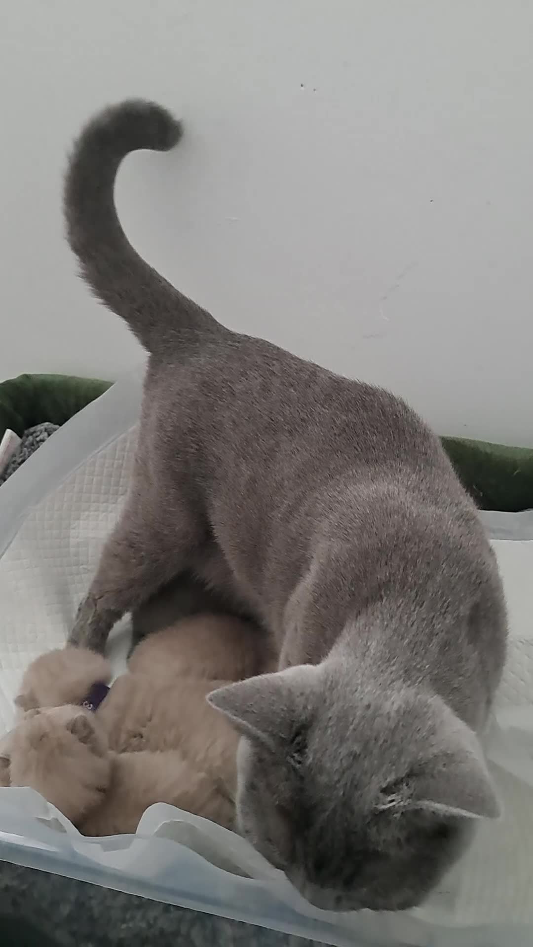 British Shorthair cats for sale: British Shorthair Lilac and Blue colour  - Video 1