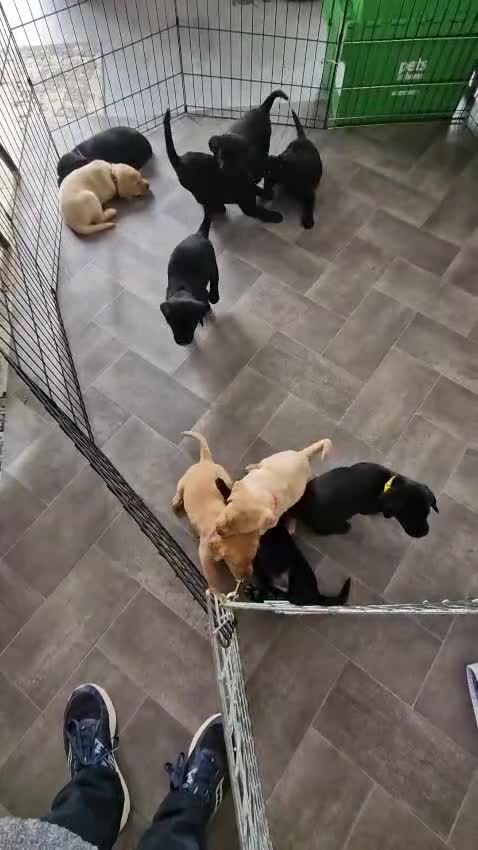 Labrador Retriever dogs for sale: Labrador puppies -1 black girl & 3 black boys left - Video 1