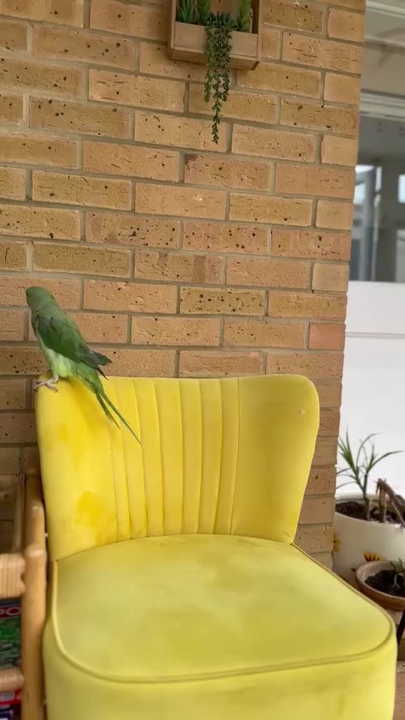 Parrots birds for sale: Cheeky year old alexandrine parrot - he talks!!  in Ilford - Video 2