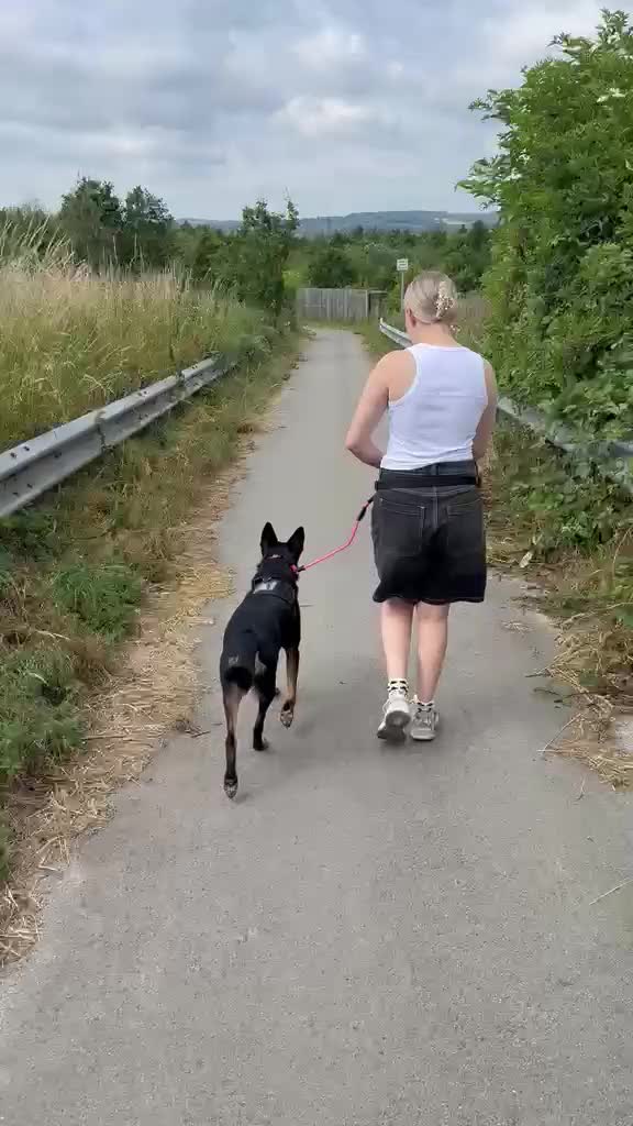 Mixed Breed dogs for sale: Kelpie x Border Collie 11 Month Old Puppy Rehome  - Video 5