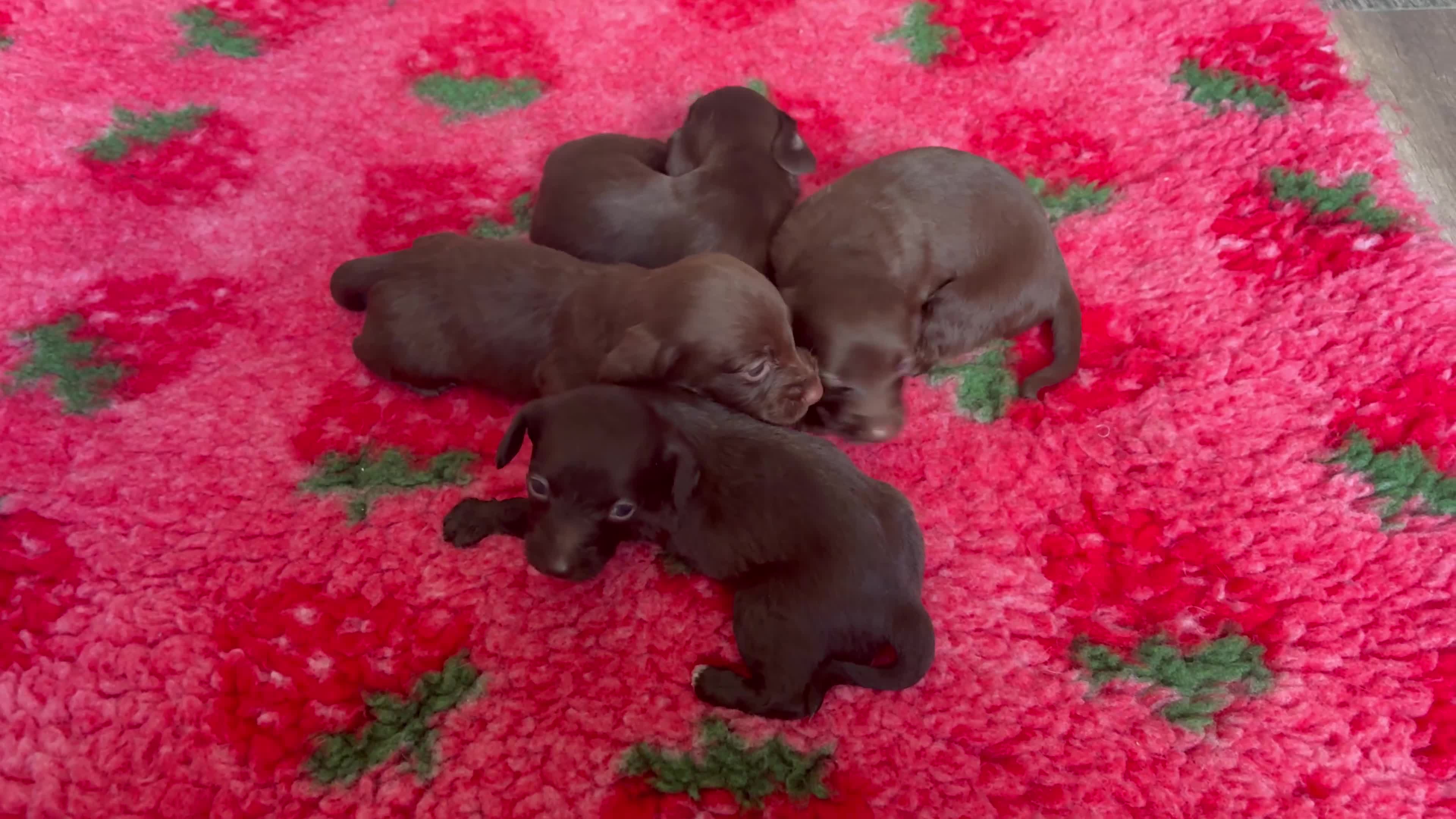 Mixed Breed dogs for sale: Cockapoo X Dachshund Beautiful litter  - Video 2
