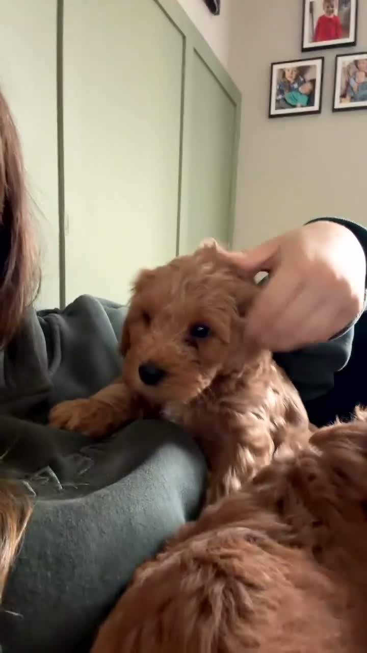 Cockapoo dogs for sale: One boy left, Ready To Leave F1b Cockapoo puppies - Video 1