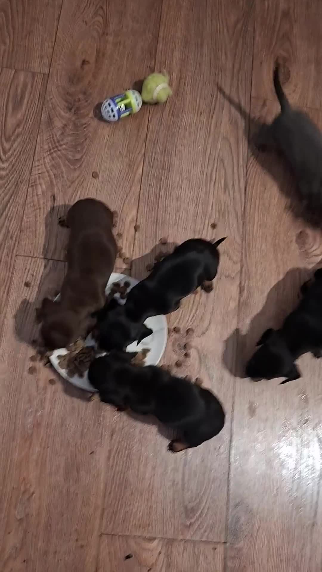 Chiweenie dogs for sale: 5 Chiweenies for Sale  - Video 1