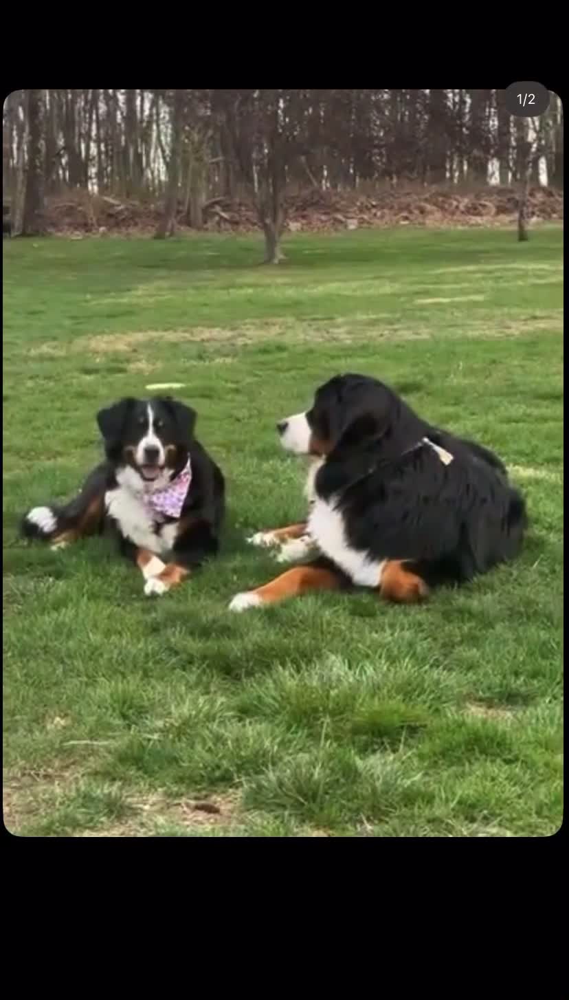 Bernese Mountain Dog dogs for sale: Amazing Playful Bernese Mountain Dog Pups in Kettering - Video 1