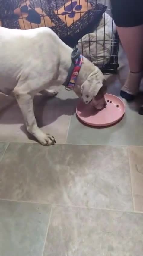 Mixed Breed dogs for adoption: Jenny , a Cyprus sweetheart ♥️  - Video 2