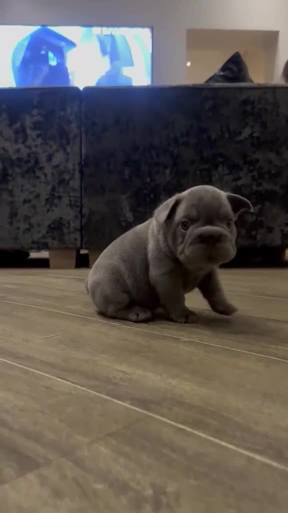 French Bulldog dogs for sale: 3 beautiful French bulldog puppies  - Video 2