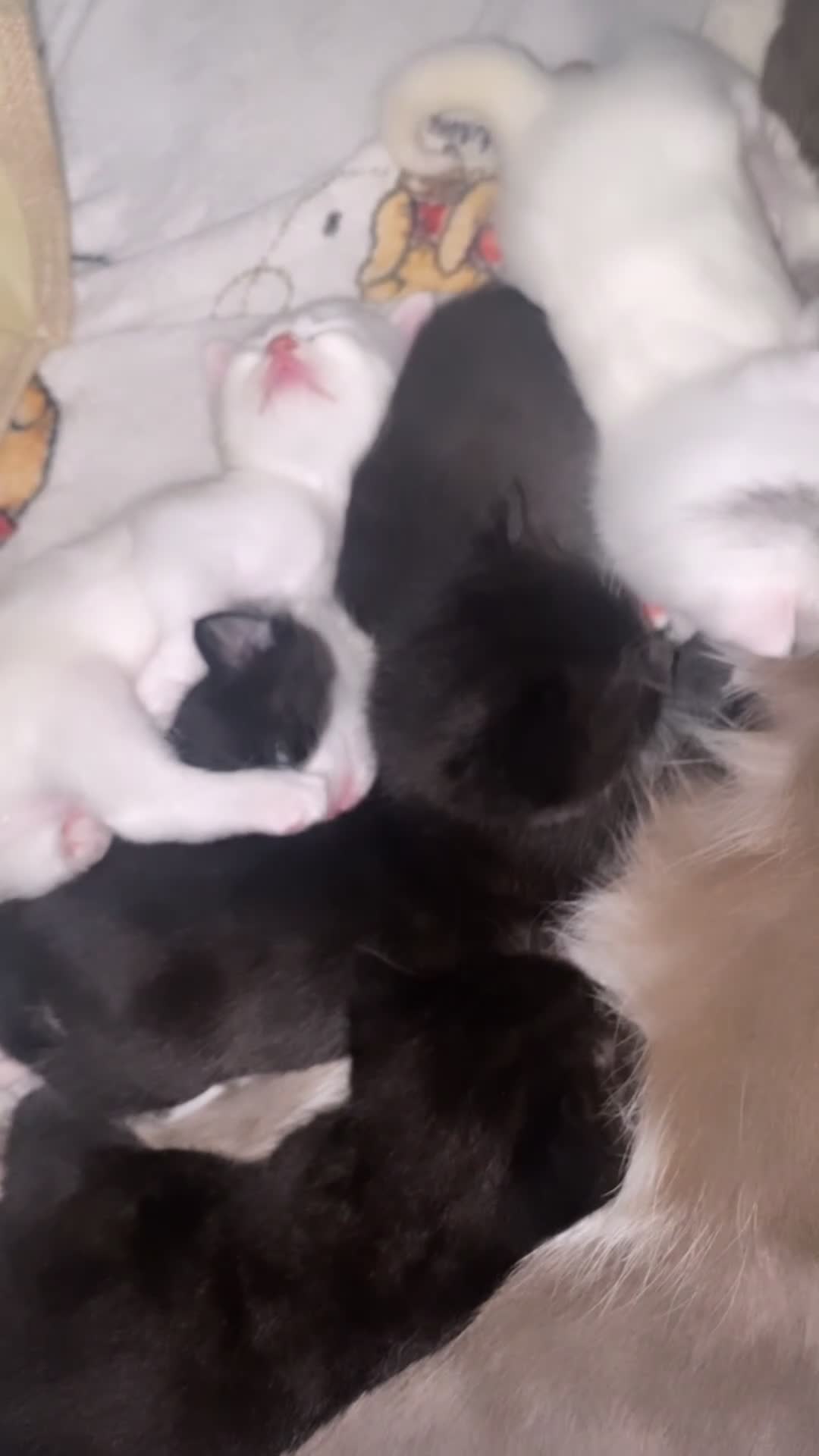 Mixed Breed cats for sale: mixed british short haired kittens  - Video 3