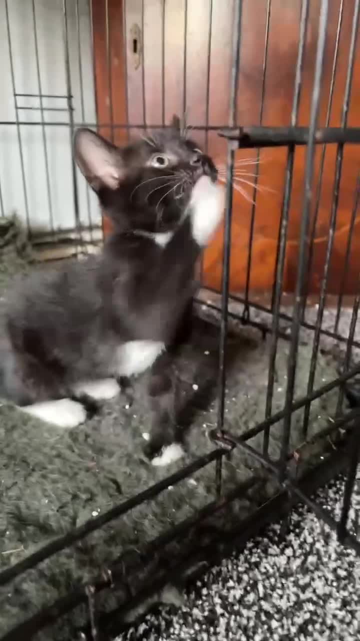 Mixed Breed cats for sale: Devon rex cross girl for sale  - Video 2