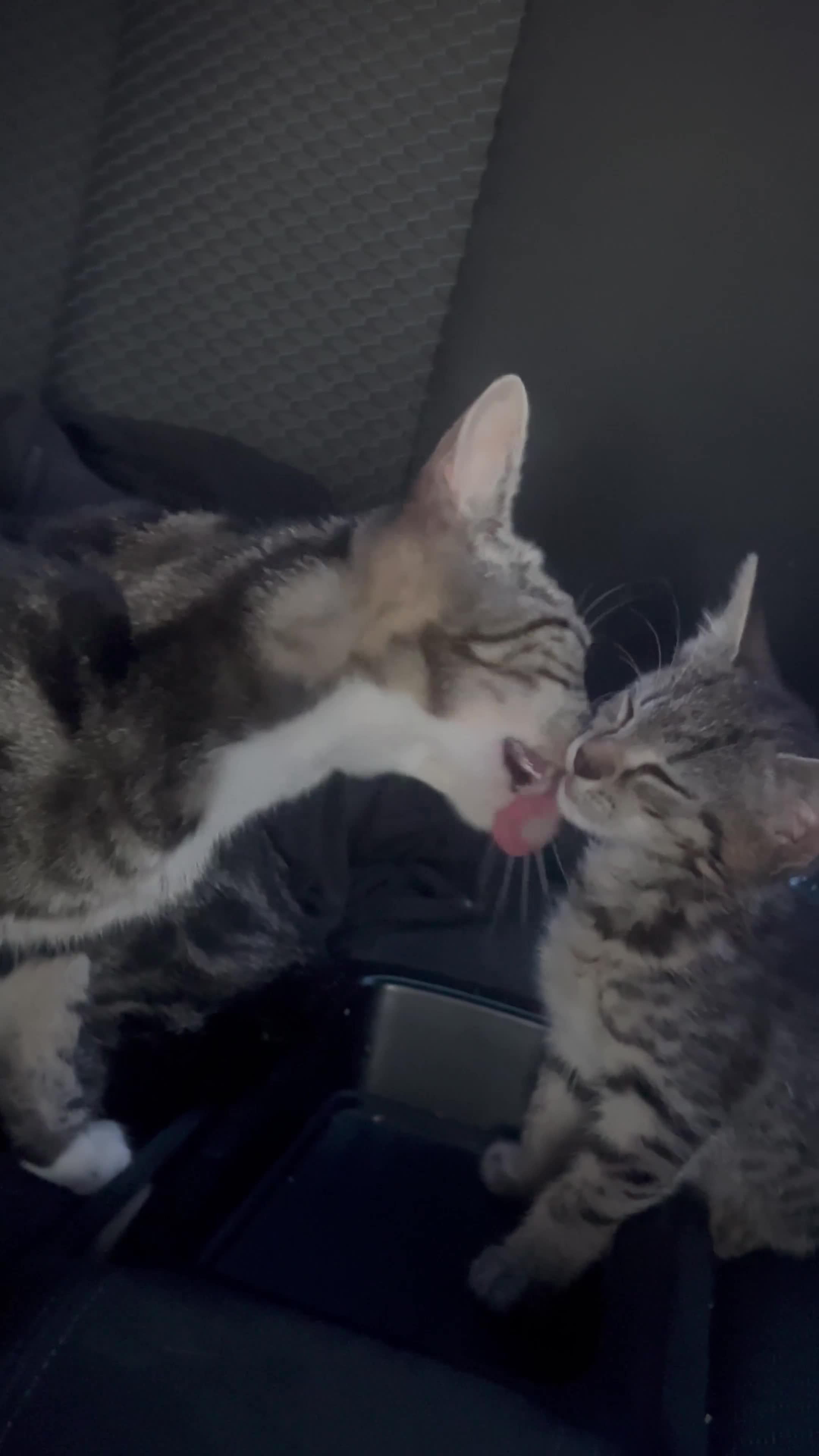 Domestic Shorthair cats for sale: Mummy cat Nala - Video 1