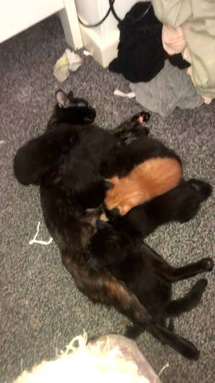 British Shorthair cats for sale: 6 beautiful kittens  - Video 2