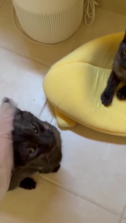 Mixed Breed cats for adoption: [Indoors Only] Lovely & Playful Trio Brothers - Video 5