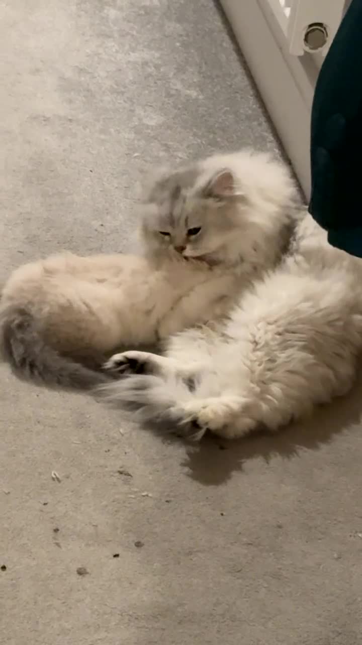 Persian cats for sale: Beautiful Pure Ragdroll Kitten - Video 3