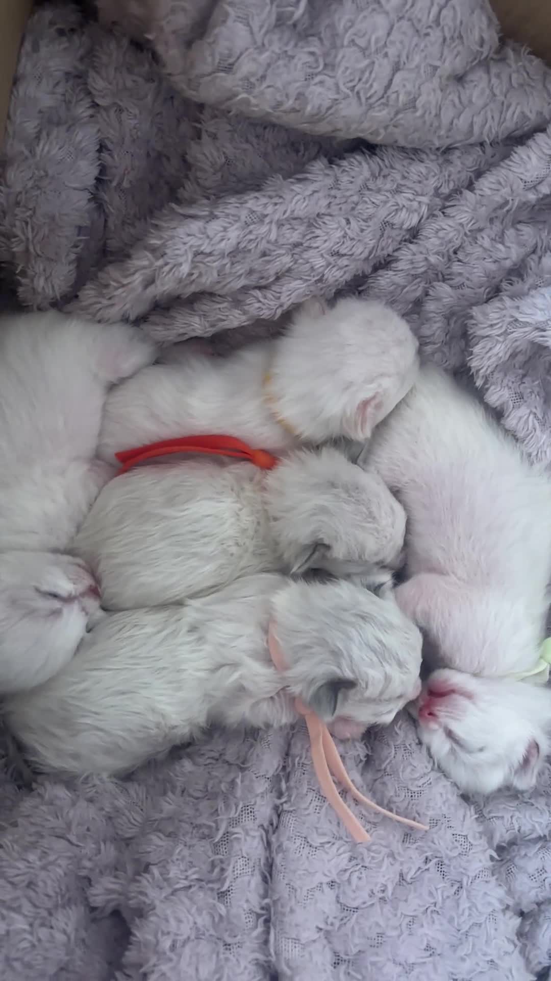 Ragdoll cats for sale: Ragdoll kittens  (2 kittens left)  - Video 1