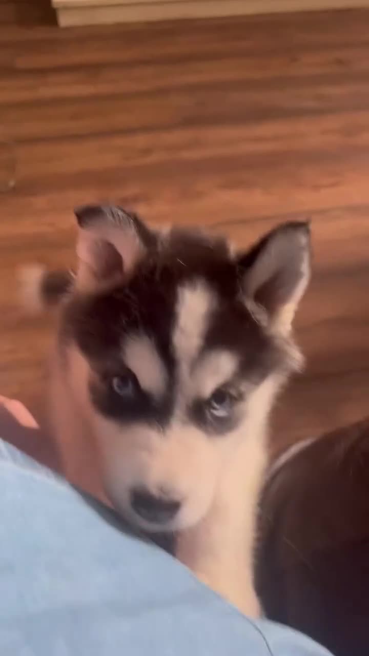 Siberian Husky dogs for sale: Beautiful Siberian husky puppies - Video 3