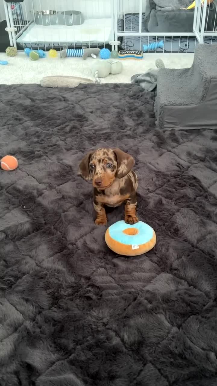 Miniature Dachshund dogs for sale: Miniature dashchund  - Video 1