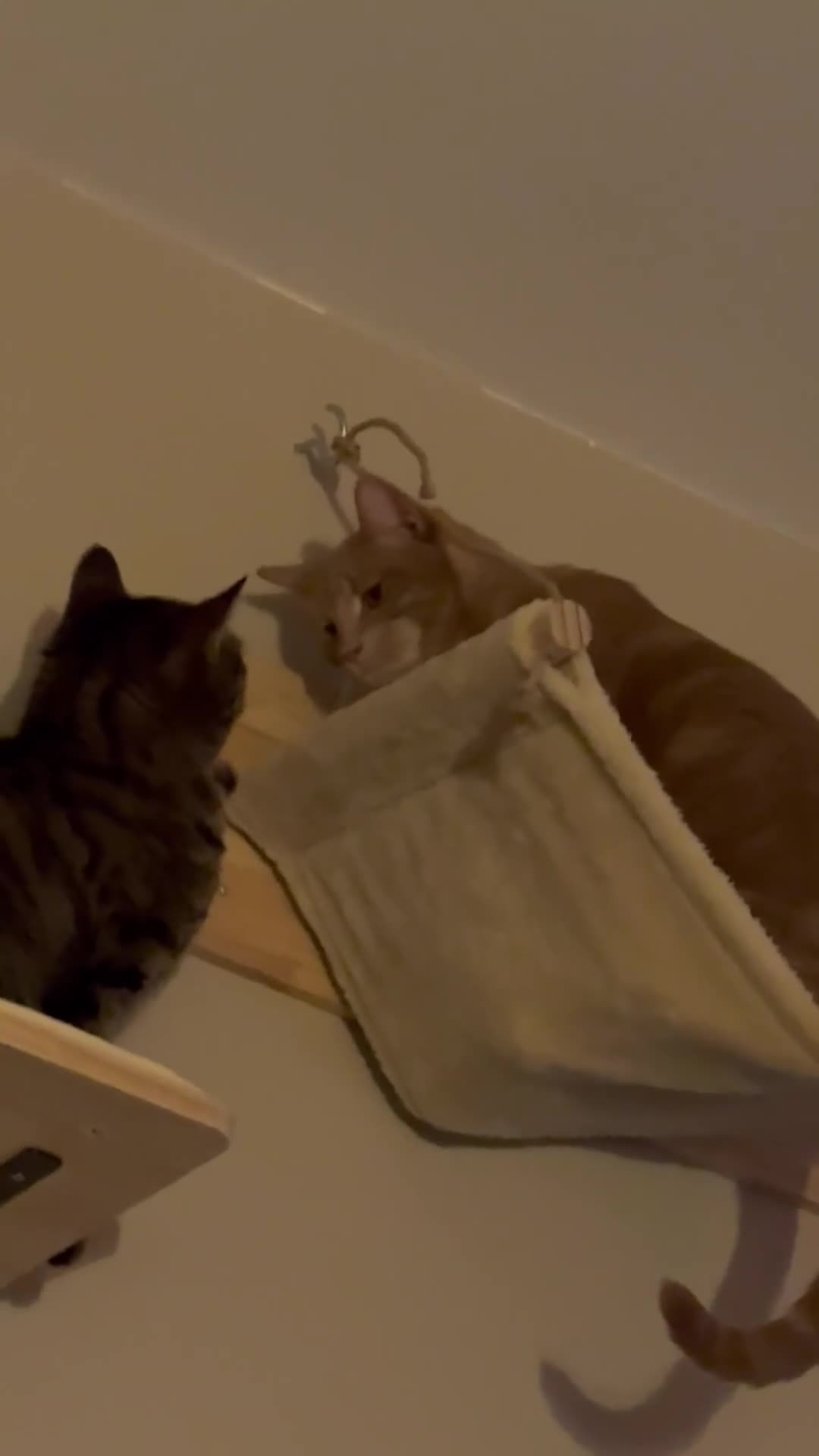 Mixed Breed cats for sale: Polly and Pebbles Looking for there forever home - Video 1