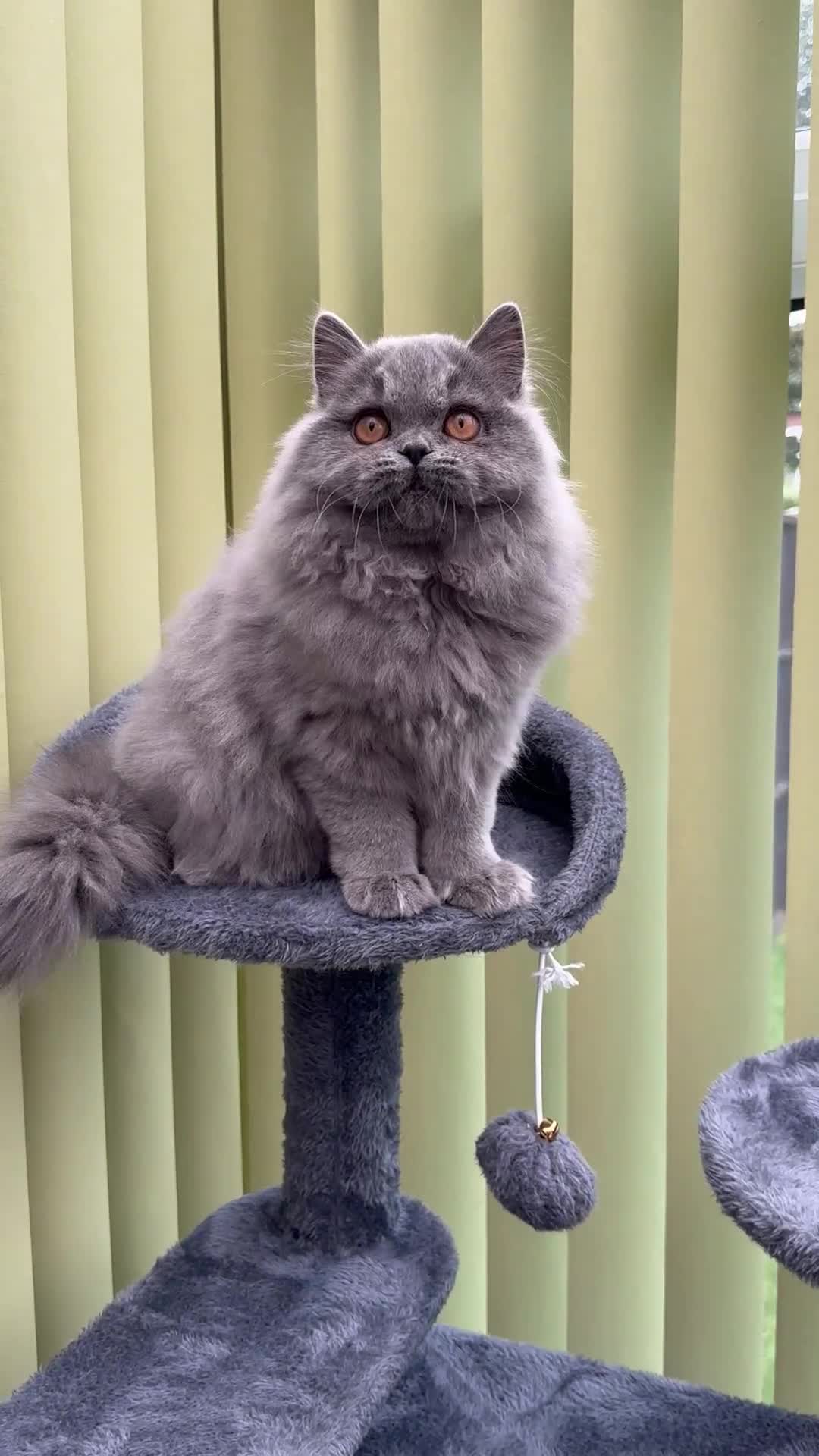 British Longhair cats for sale: Beautiful British Blue Longhair Kitten - Video 1