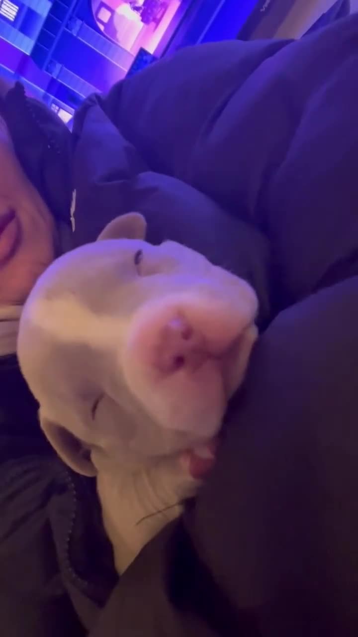 American Bulldog dogs for sale: American bulldog puppy  - Video 2