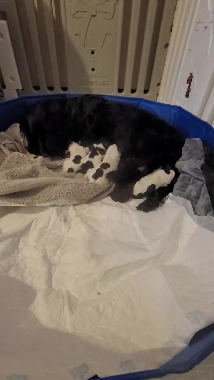 Cockapoo dogs for sale: The Magnificent fully-vaccinated Seven  in Romford - Video 1