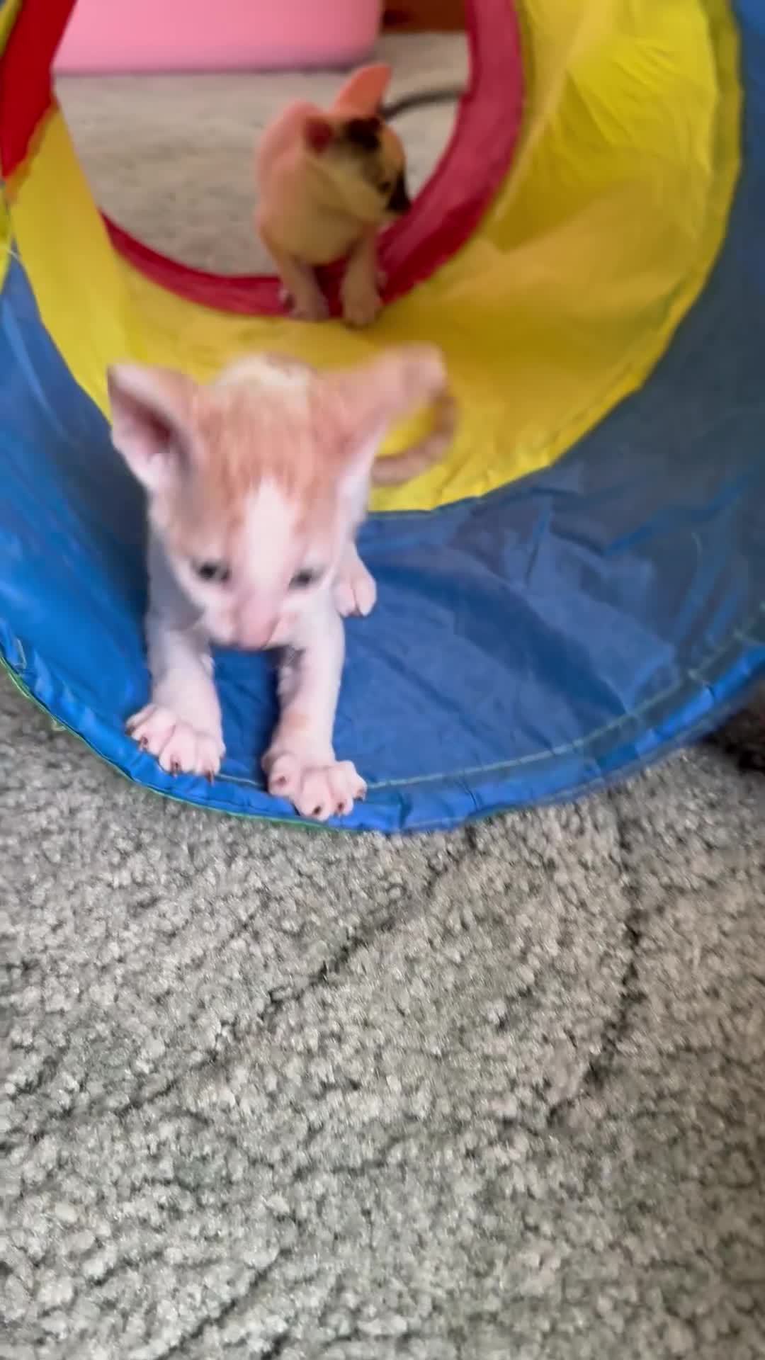 Cornish Rex cats for sale: Beautiful kittens  - Video 1