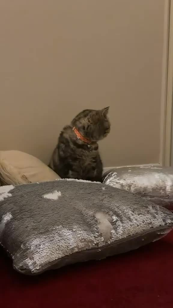 Scottish Fold cats for sale: Tiger kitten - Video 1