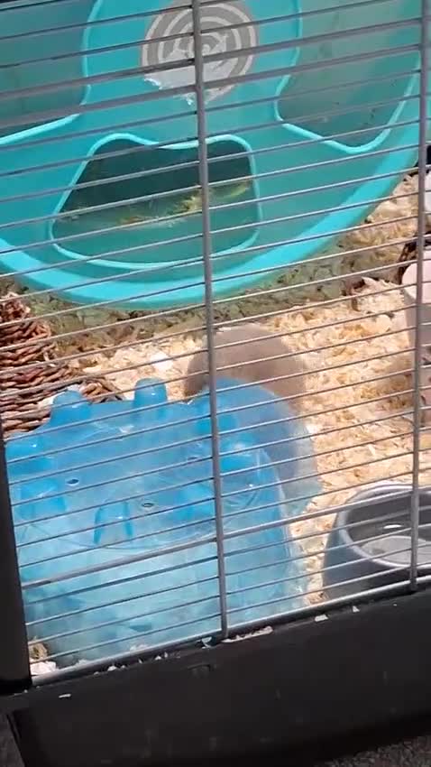 Hamster rodents for sale: Male hamster 7 months old - Video 1