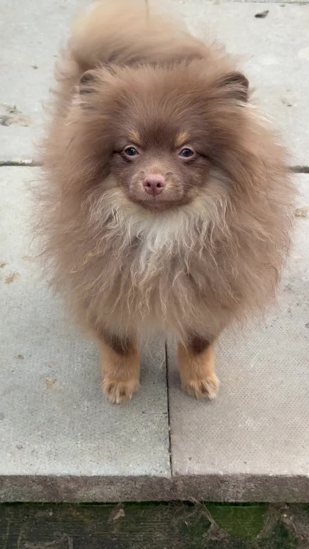 Pomeranian dogs for sale: For sale Stunning Pomeranian puppy - Video 1